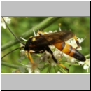 Diphyus sp - Schlupfwespe 05 18mm hsk-fdet04.jpg